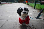 Un Morkie sur une surface bétonnée portant un habit pour chien 