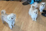 Trois Morkies sur un plancher