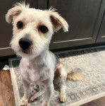 Un Morkie assis sur un tapis 