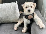 Un Morkie assis sur un canapé et portant un harnais 