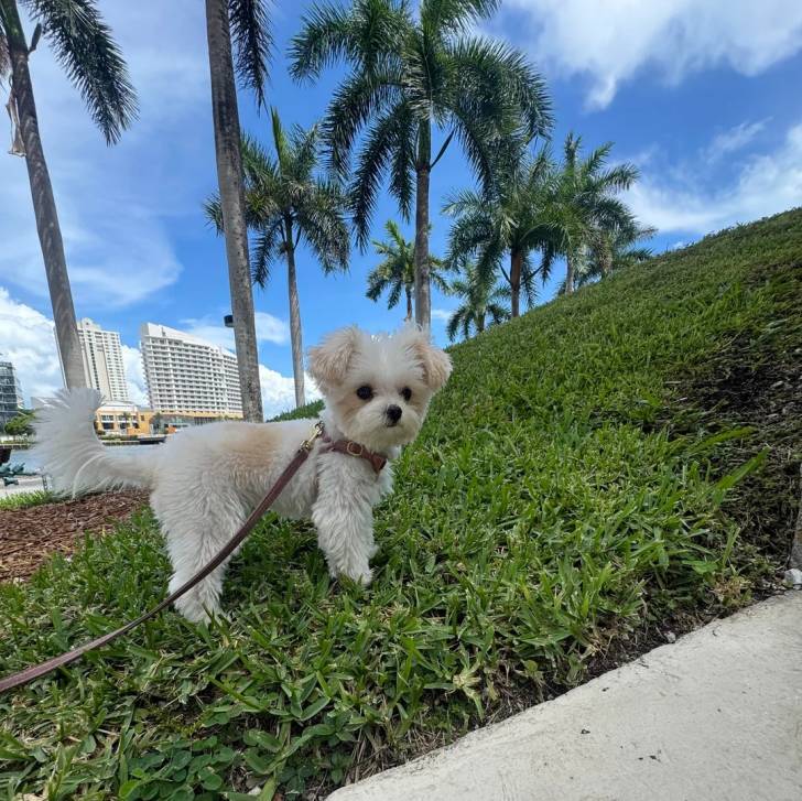 Un Morkie sur une surface herbacée et qui est tenu en laisse 