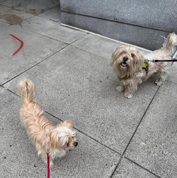 Dzux Morkie sur une surface bétonnée et qui sont tous deux tenus en laisse 