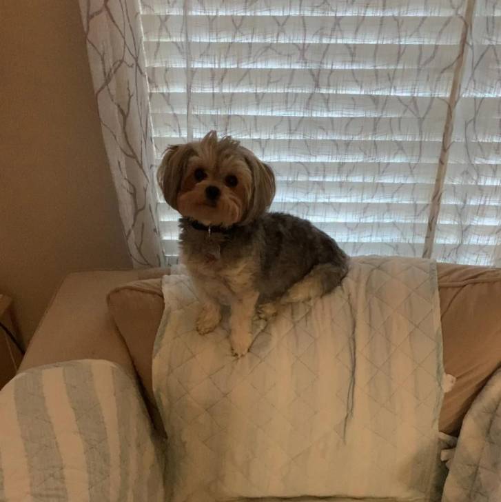 Un Morkie assis sur un canapé et portant un collier autour du cou 