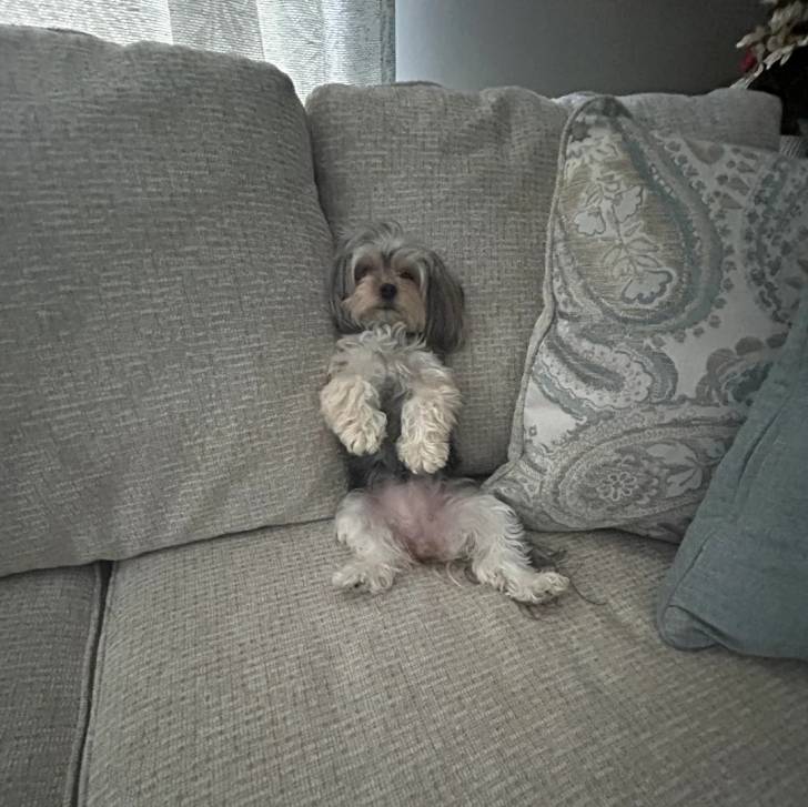 Un Morkie assis sur un canapé 