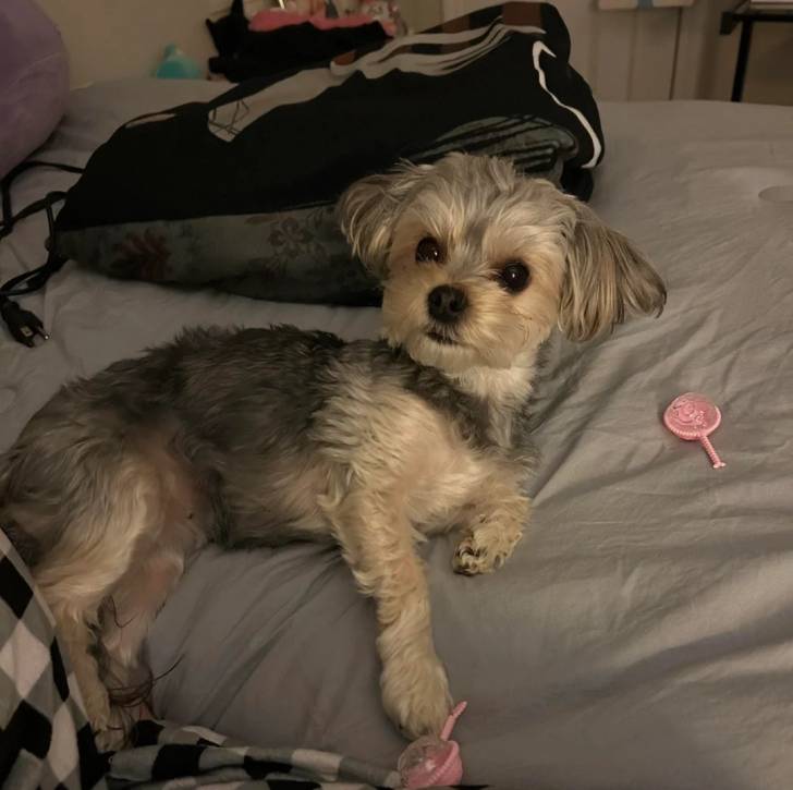 Un Morkie allongé sur un lit et semblant détendu 