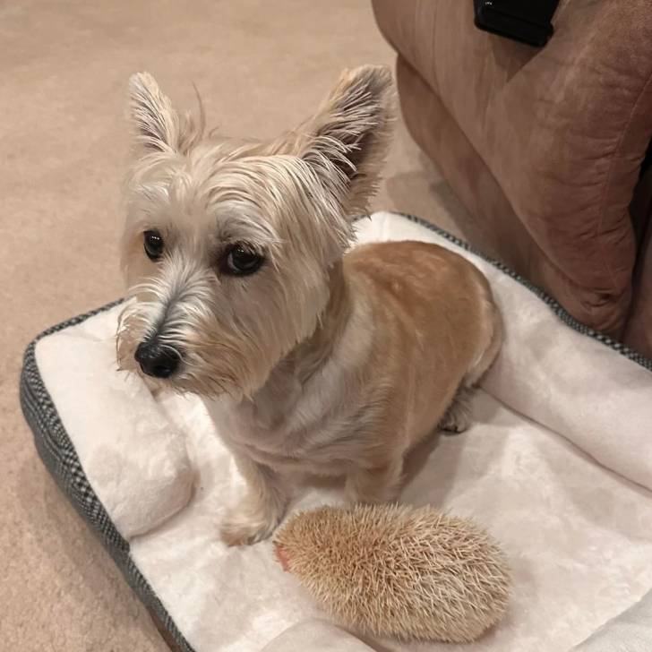 Un Morkie assis dans un panier et semblant détendu