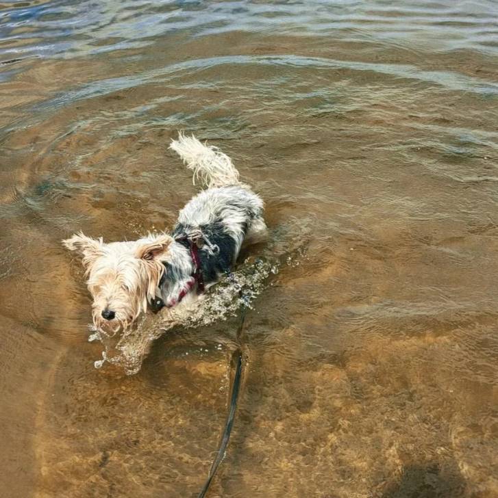 Un Morkie dans l'eau et qui est tenu en laisse