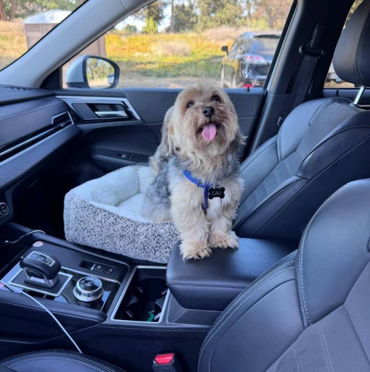 Un Morkie ayant la langue pendante et portant un collier autour du cou