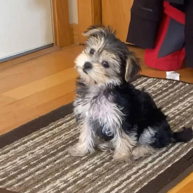 Un Morkie assis sur un tapis et semblant détendu 
