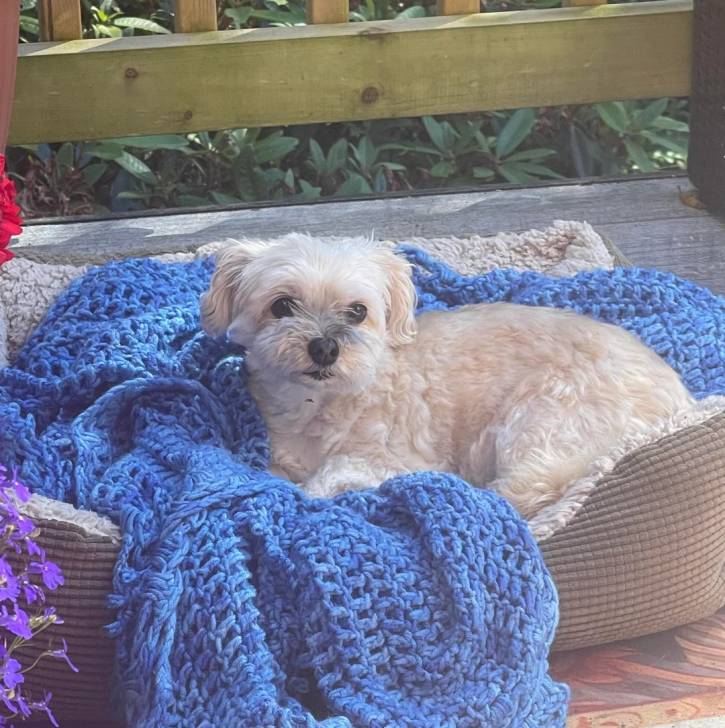 Un Morkie allongé dans un panier et regardant vers la caméra 