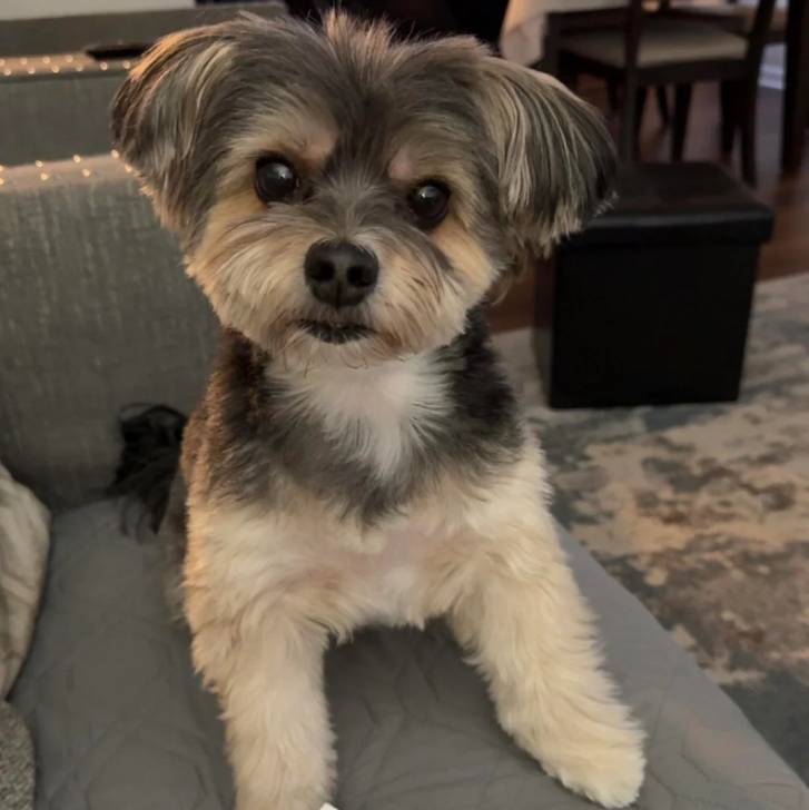 Un Morkie assis sur un canapé et semblant détendu 