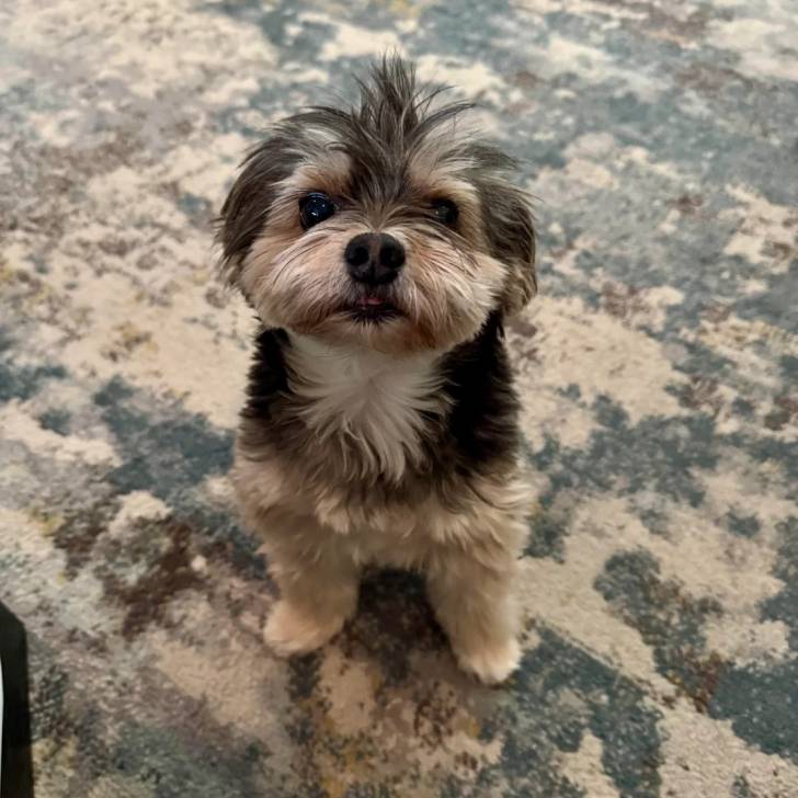 Un Morkie assis sur une moquette et semblant détendu 