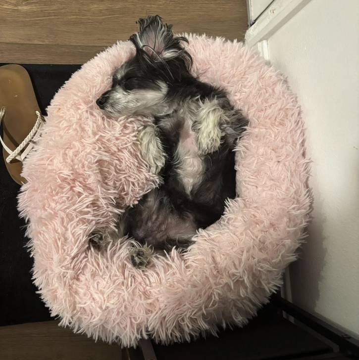 Un Morkie allongé dans un panier et semblant détendu 