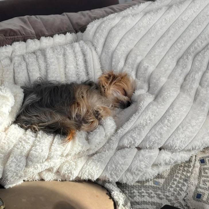 Un Morkie allongé et semblant dormir 