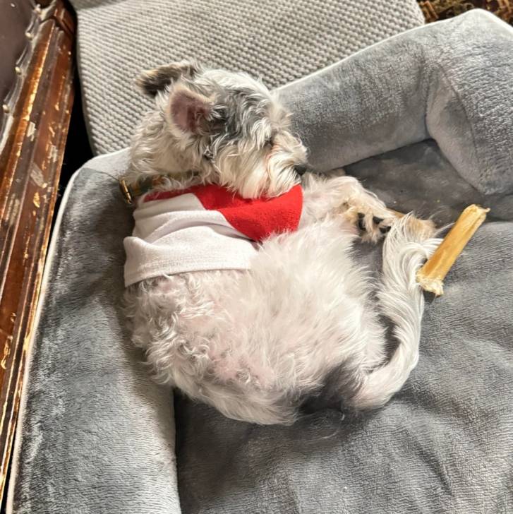 Un Morkie allongé dans un panier et portant un habit pour chien 