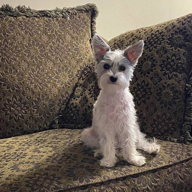 Un Morkie assis sur un canapé et regardant vers la caméra 
