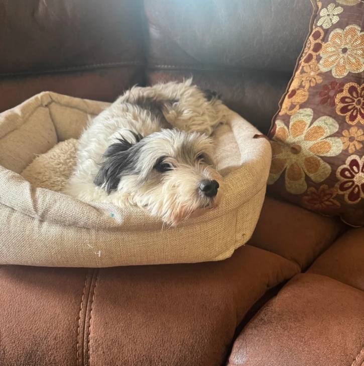 Un Morkie allongé dans un panier et sembant détendu 