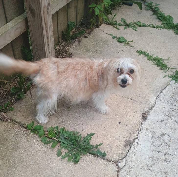 Un Morkie sur une surface bétonnée et regardant vers la caméra 