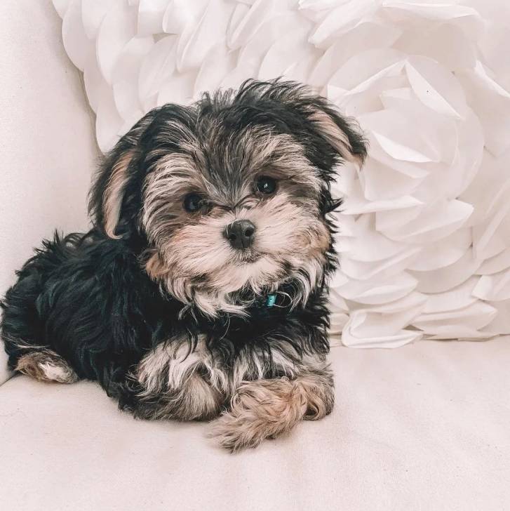 Un Morkie allongé et portant un collier autour du cou
