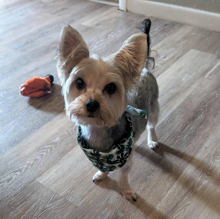 Un Morkie sur un plancher et semblant détendu
