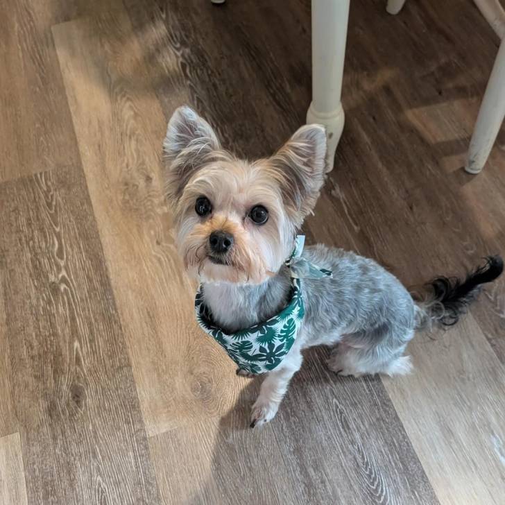 Un Morkie assis sur un plancher et portant un un bavoir 