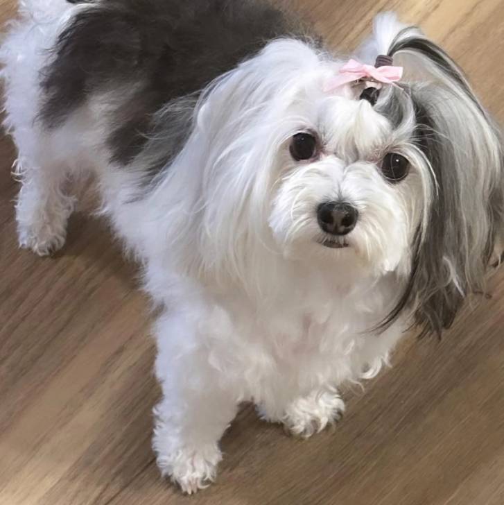 Un Morkie sur un plancher et regardant vers la caméra 