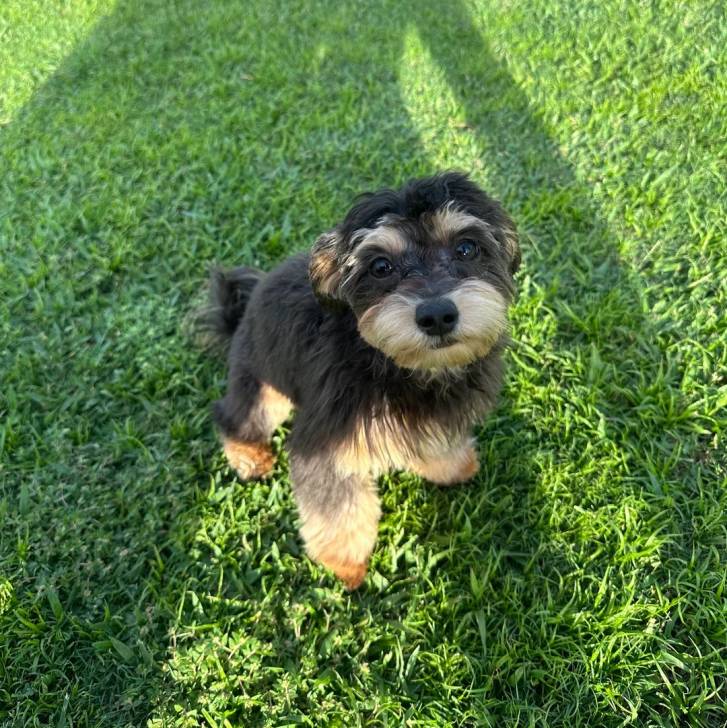 Un Morkie assis sur une surface gazonnée et regardant vers la caméra 