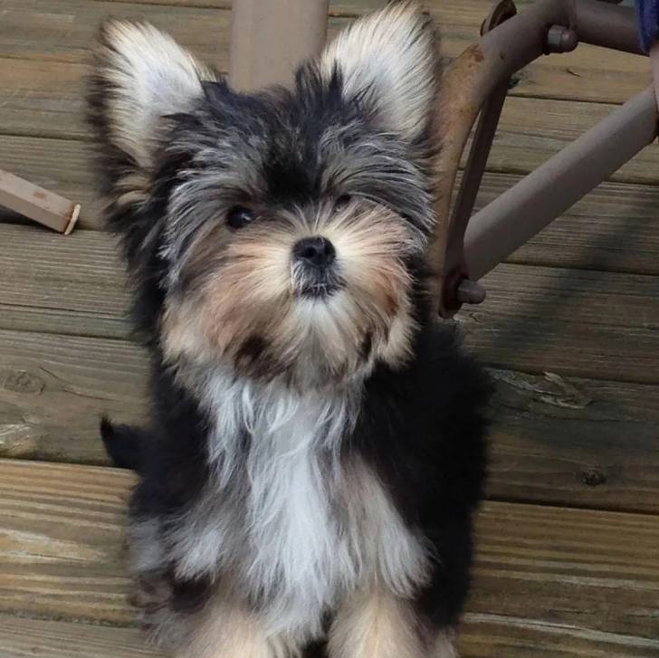 Un Morkie assis sur un plancher et semblant détendu 