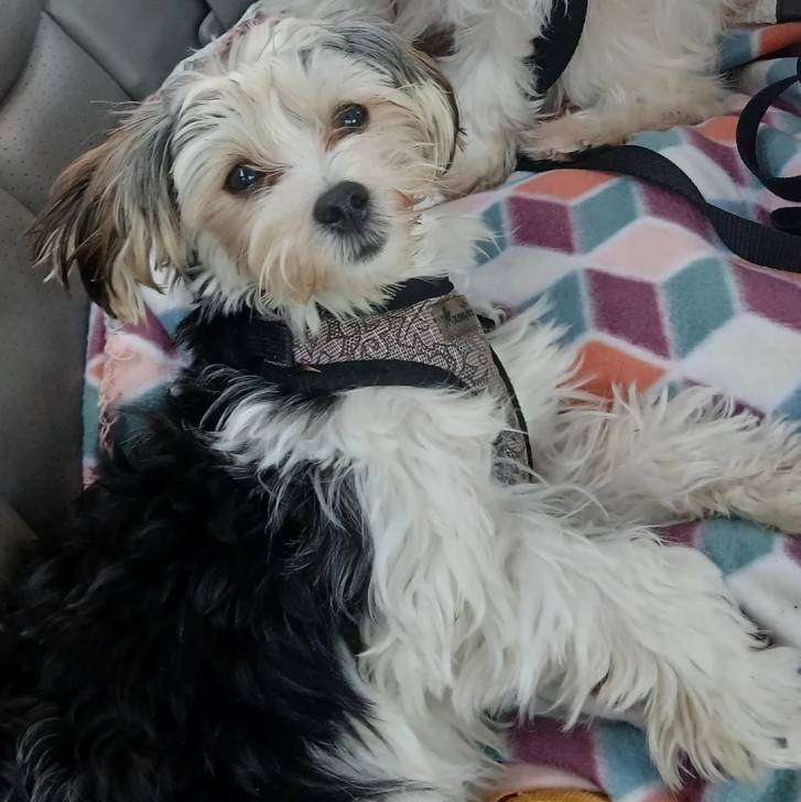 Un Morkie regardant vers la caméra et portant un harnais 