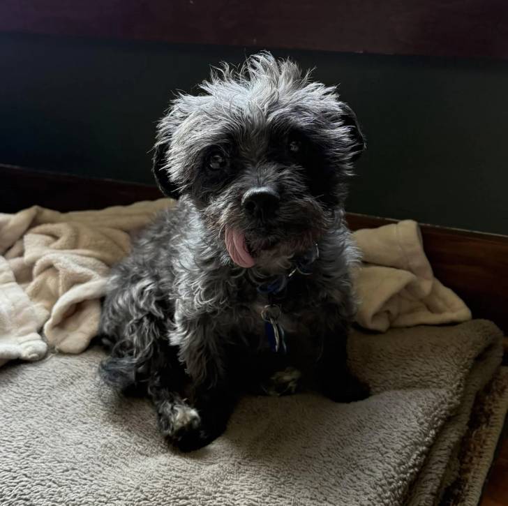 Un Morkie assis et portant un collier autour du cou