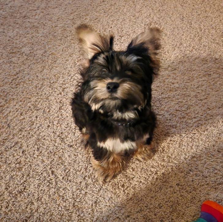 Un Morkie assis sur une moquette et semblant détendu 