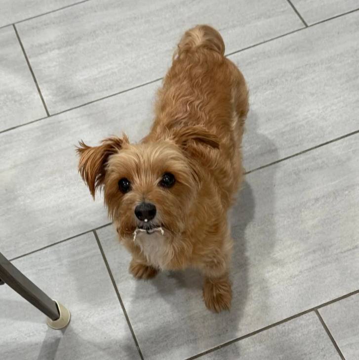 Un Morkie sur un sol carrelé et semblant détendu 