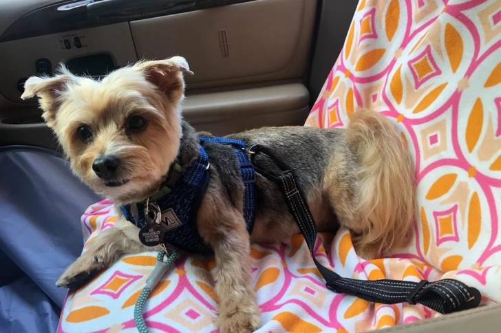 Un Morkie allongé dans une voiture et qui est tenu en laisse 