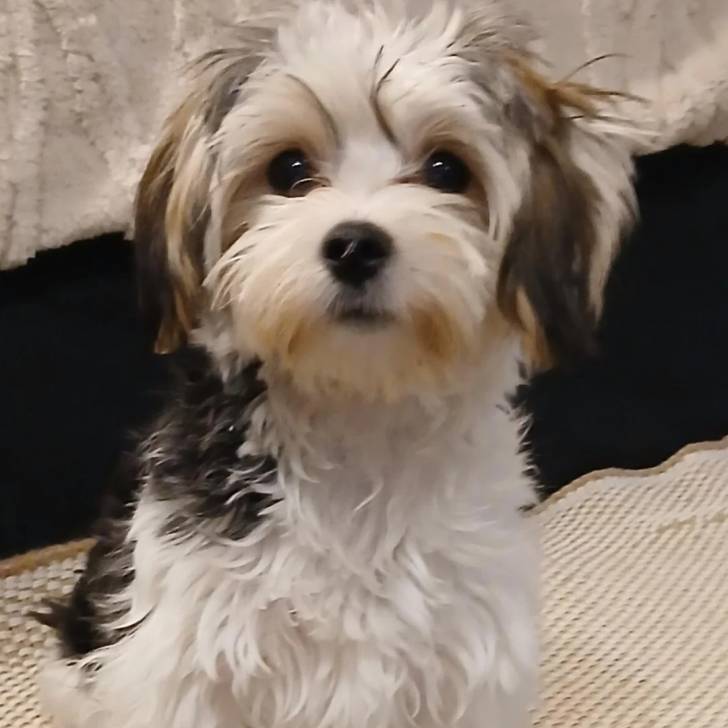 Un Morkie assis et semblant détendu 