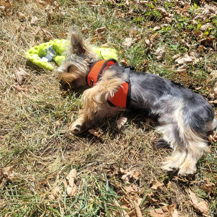 Un Morkie allongé sur un terrain herbeux et portant un harnais 