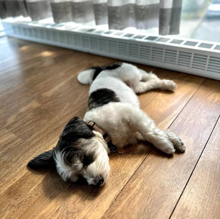 Un Morkie allongé sur un plancher et portant un collier autour du cou