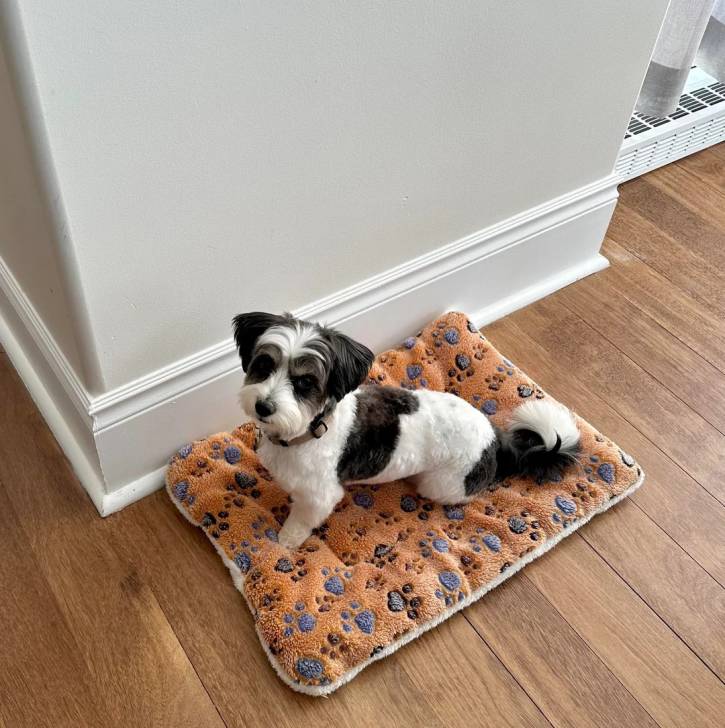 Un Morkie assis sur un lit pour chien et portant un collier autour du cou
