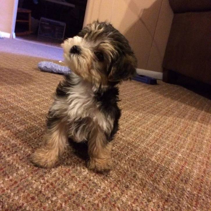 Un Morkie assis sur une moquette et semblant détendu 