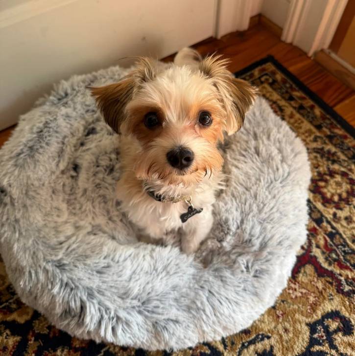 Un Morkie assis dans un panier et portant un collier autour du cou