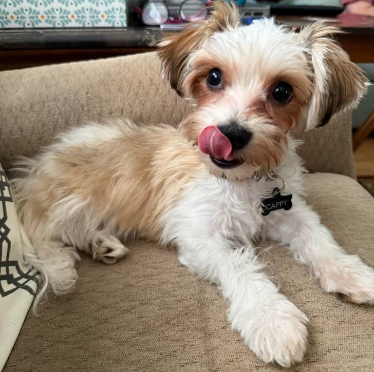 Un Morkie léchant son museau et portant un collier autour du cou