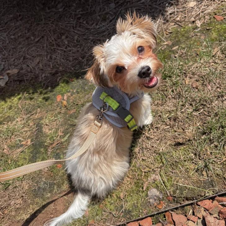 Un Morkie assis sur un terrain herbeux et tenu en laisse 