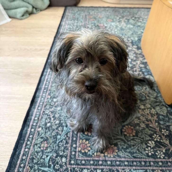 Un Morkie assis sur un tapis et regardant vers la caméra