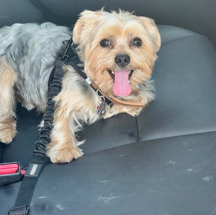Un Morkie assis sur le siège d'une voiture tirant la langue et qui est tenu en laisse 