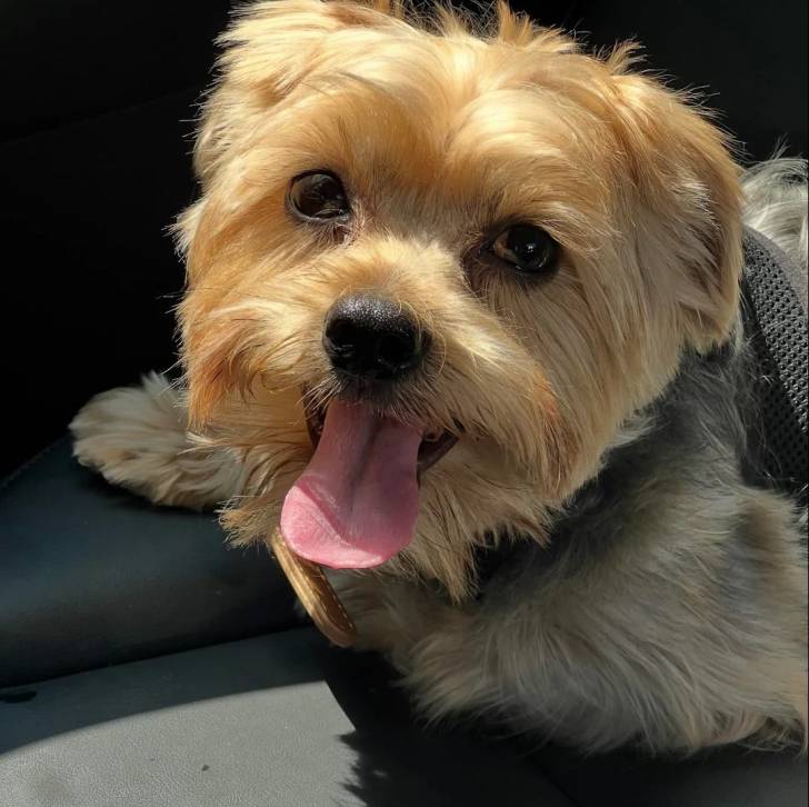 Un Morkie tirant la langue 