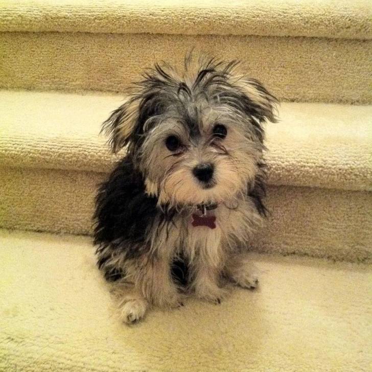 Un Morkie assis sur une marche d'escalier et portant un collier autour du cou