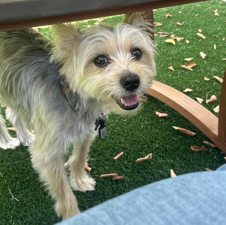 Un Morkie sur du gazon synthétique et portant un collier autour du cou