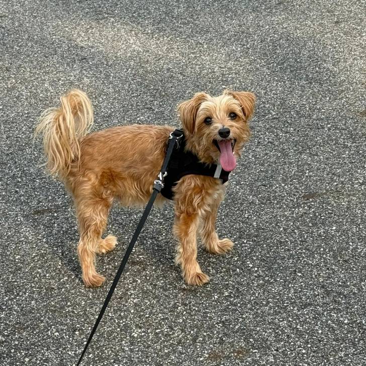 Un Morkie sur une surface bitumée et tenu en laisse 
