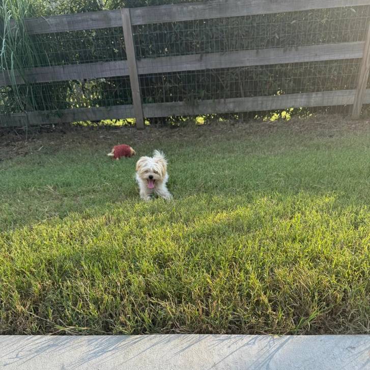 Un Morkie allongé sur une surface herbacée et tirant la langue 