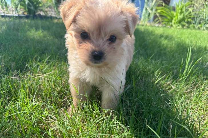 Un Morkie sur une surface gazonnée