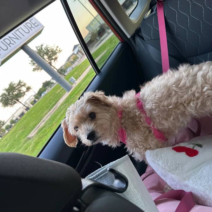 Un Morkie allongé dans une voiture